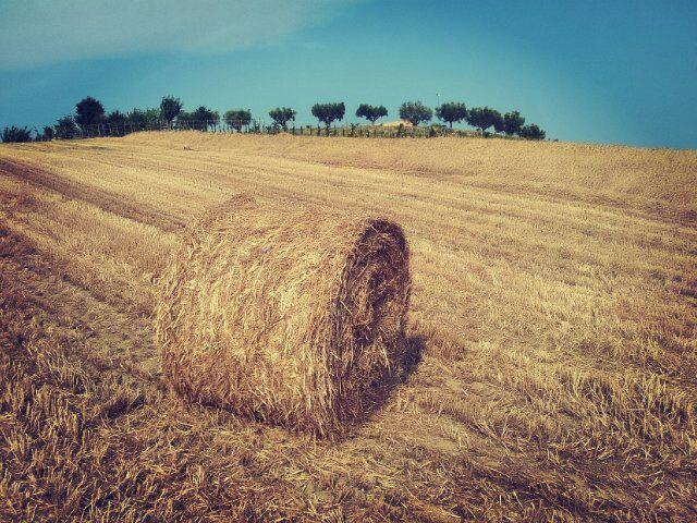 Borsacchio *